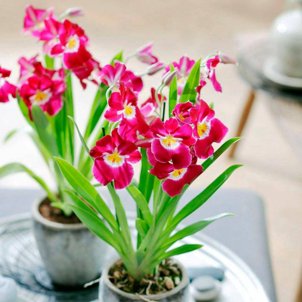 Орхидея мильтония: виды с фото и уход в домашних условиях