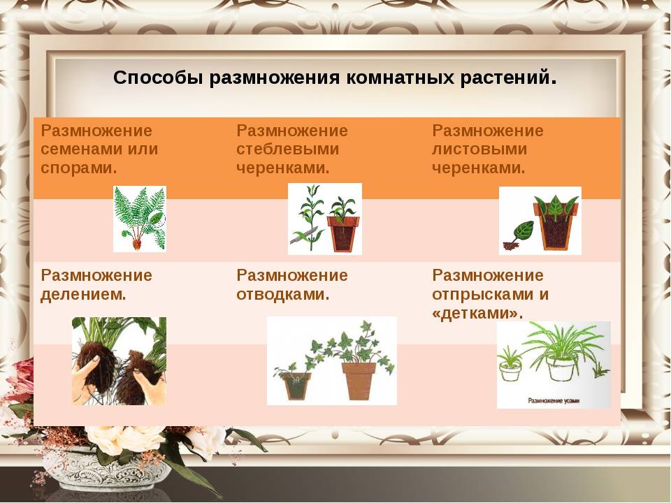 Цветок белопероне: фото и уход в домашних условиях