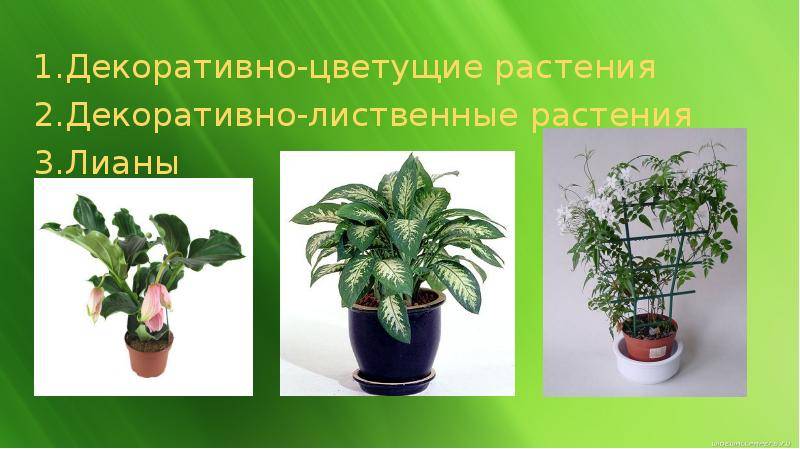 Фото распространенных комнатных растений с названиями