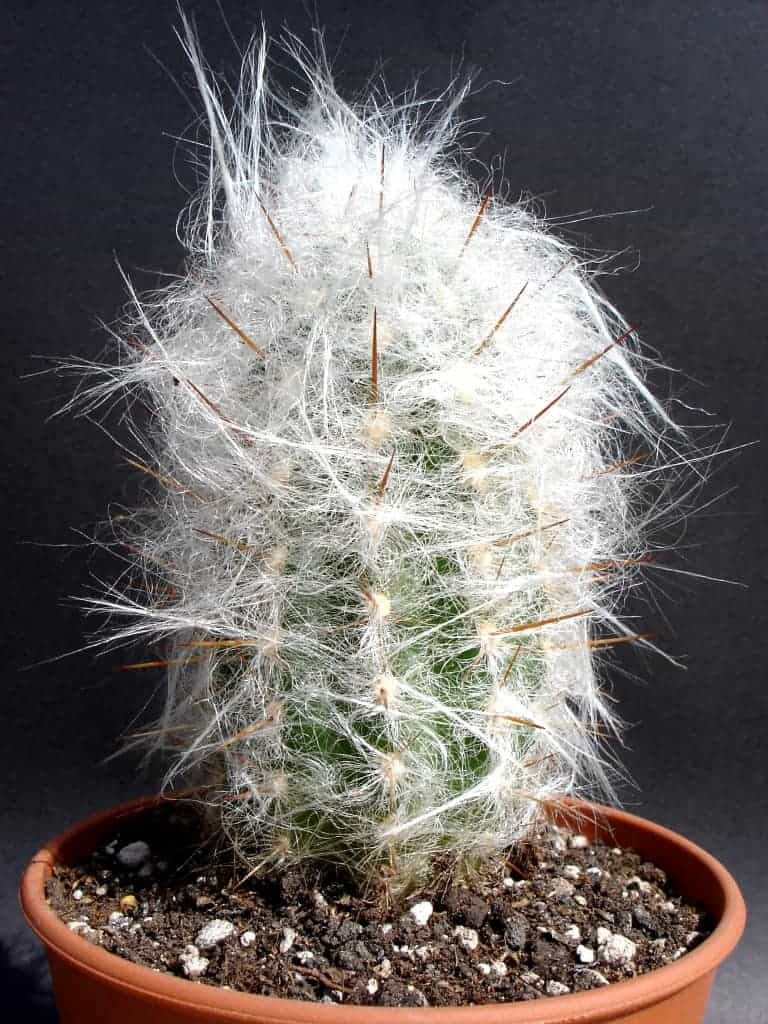 Cephalocereus senilis, очень любопытный кактус, за которым легко ухаживать | кибер-кактус