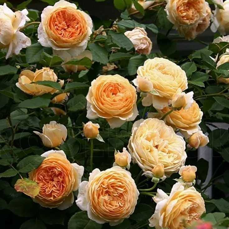 Роза принцесса маргарет: выращивание, фото и описание
