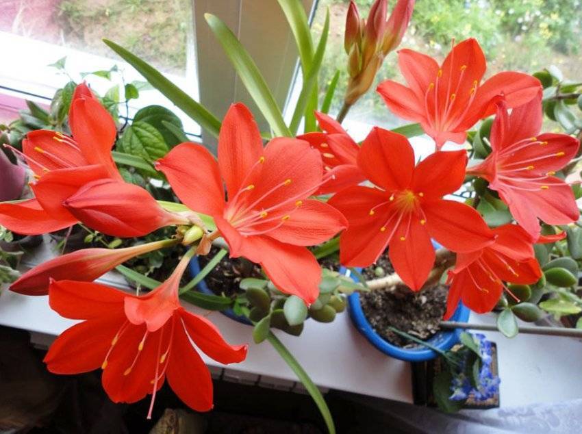Цветок валлота: особый уход за прекрасным растением