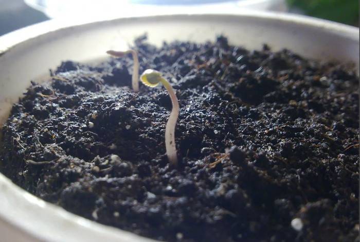 Украшение вашего дома — цикламен: как вырастить из семян?