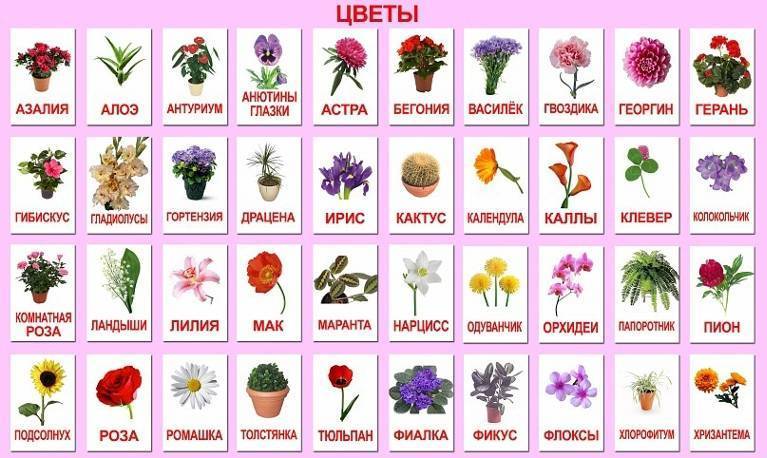 ᐉ список растений на букву м: комнатные, садовые и огородные - roza-zanoza.ru