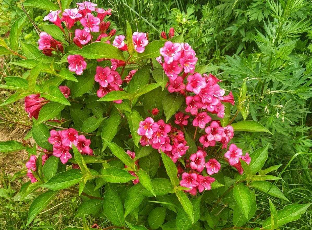 Вейгела кустарник — декоративное цветущее растение для сада