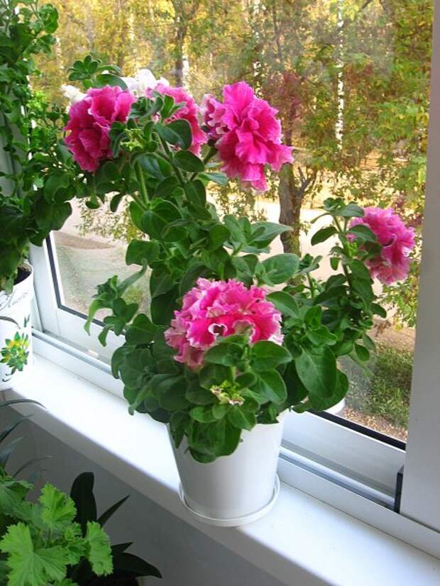 Выращивание пионов в комнатных горшках: как вырастить в квартире, на балконе