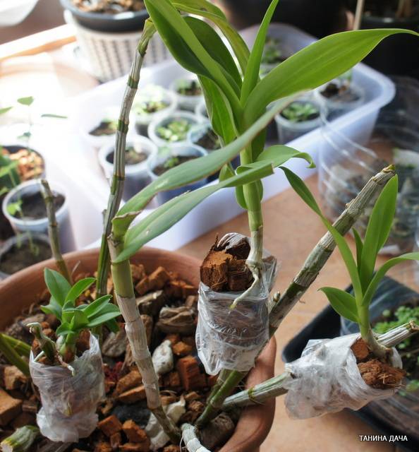 Размножение орхидеи дендробиум и уход в домашних условиях, подробное видео и фото, особенности, как размножить черенками