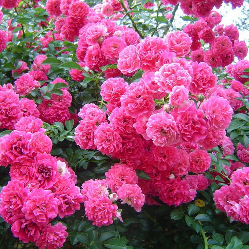 Роза супер дороти (super dorothy): описание плетистого сорта, характеристика, посадка и уход