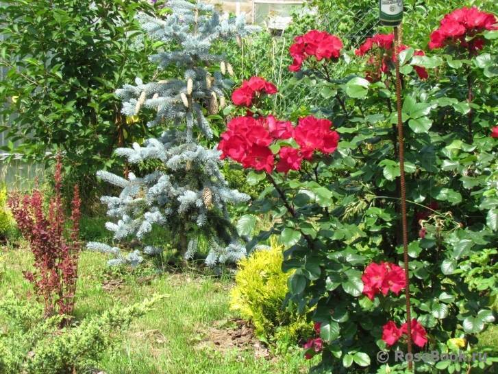 Парковые розы: уход и выращивание в открытом грунте