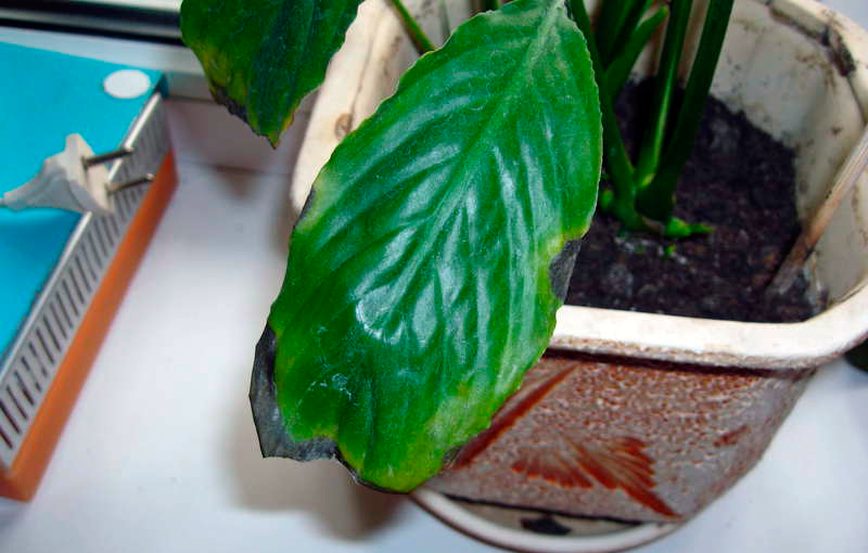 Почему сохнут кончики листьев у комнатных растений: причины и решение проблем