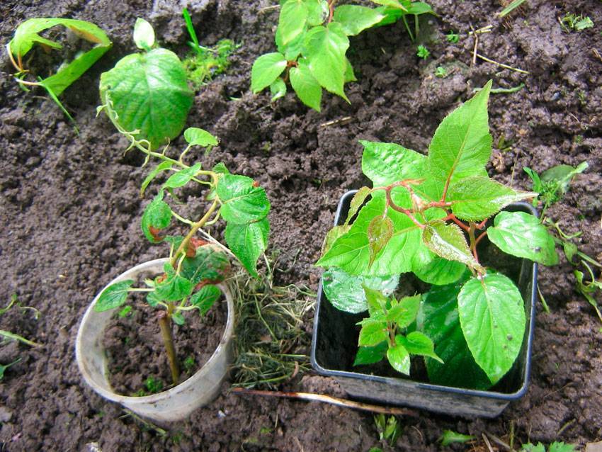 Размножение актинидии коломикта - ягодные культуры - смолдача - портал дачников, садоводов и любителей загородной жизни
