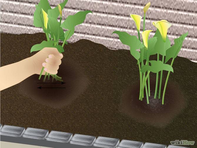 Посадка клубневой каллы весной в открытый грунт: когда сажать и как правильно посадить | оазис в доме