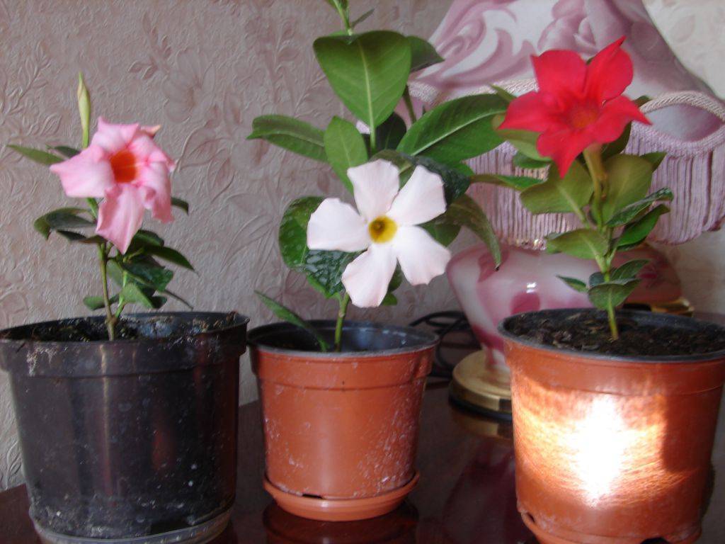Дипладения: уход в домашних условиях, фото, выращивание и размножение цветка мандевиллы