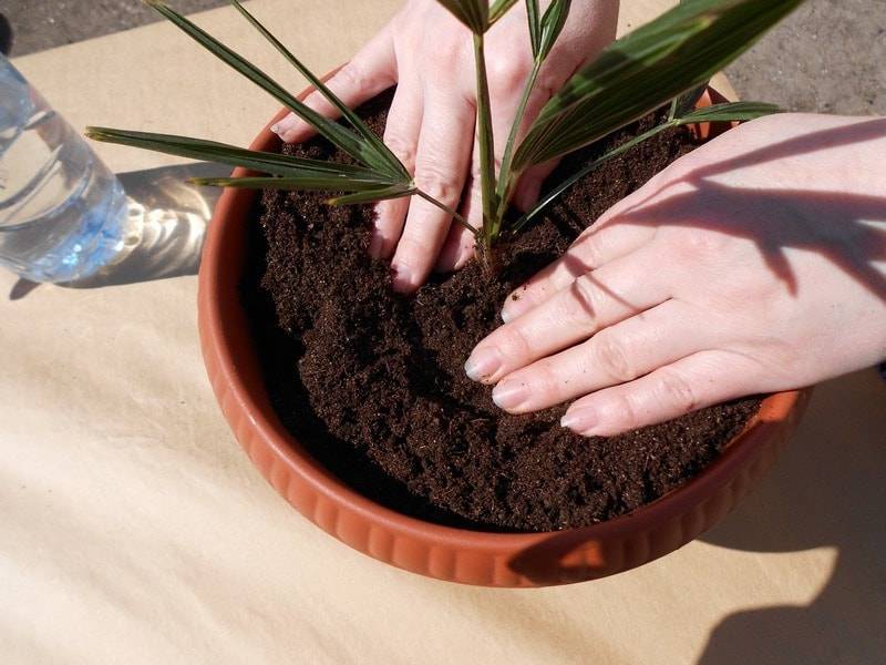 Финиковая пальма из косточки: тонкости выращивания - теплицы + парники своими руками