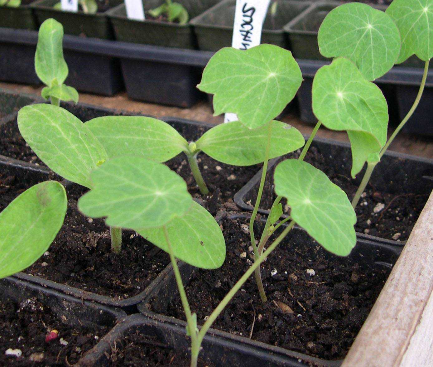 Настурция: выращивание из семян, посадка и уход в открытом грунте, в домашних условиях