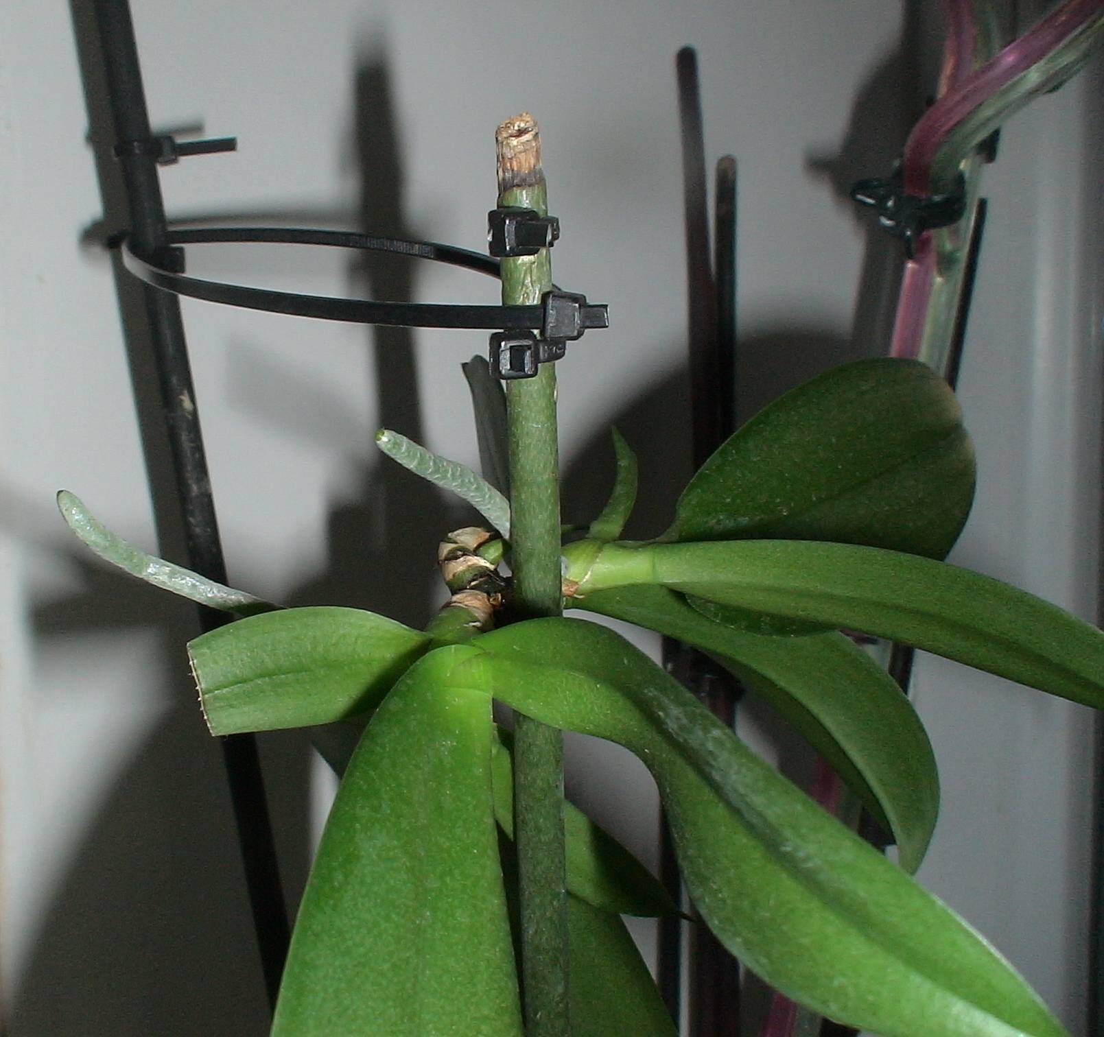 Детка фаленопсиса: на цветоносе, корнях, и как вырастить на срезанном стебле орхидеи, когда отделять, если дал, а также посадка в домашних условиях