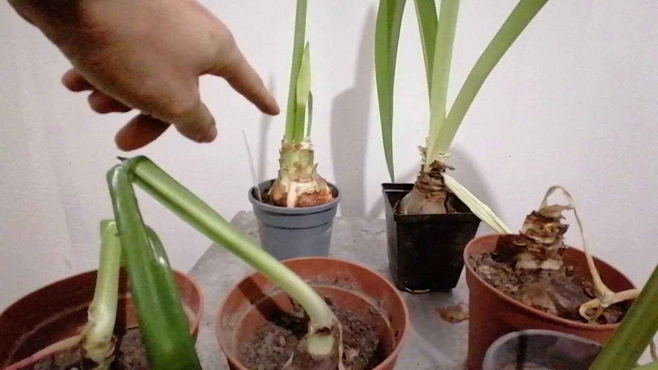 Пересадка гиппеаструма: когда лучше пересаживать луковицы растения в домашних условиях, можно ли во время цветения, например весной, как правильно провести процедуру и осуществить дальнейший уход