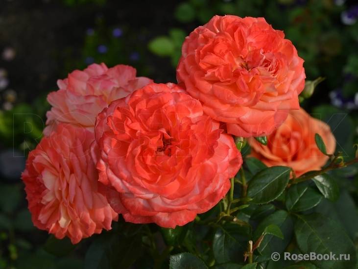 Описание розы флорибунда квин оф хартс: характеристики сортового растения, уход