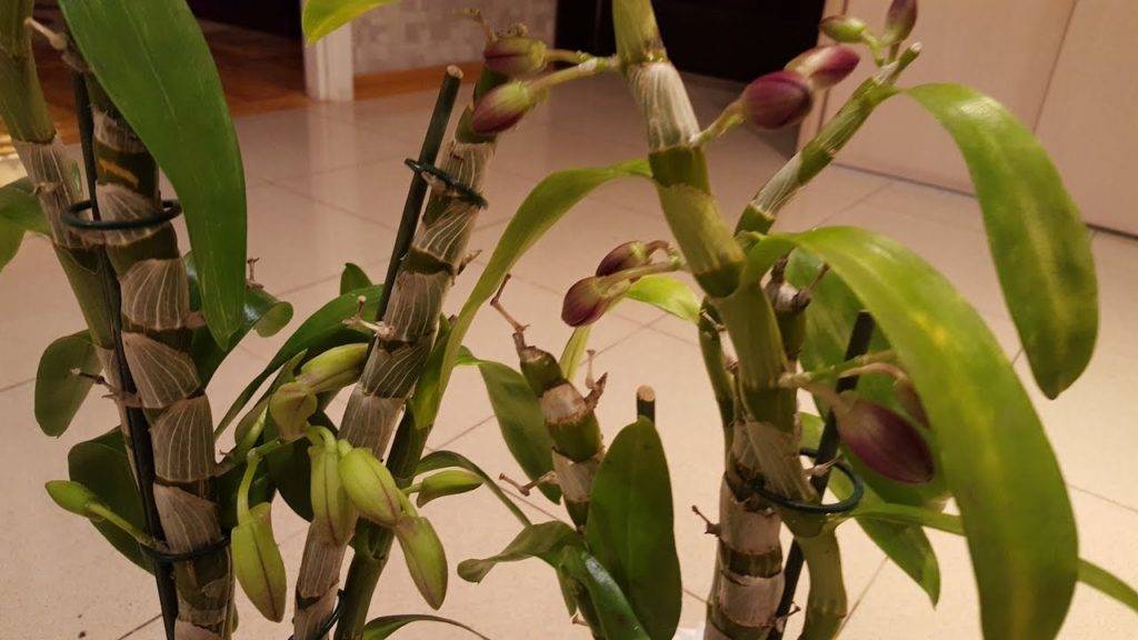Уход и выращивание орхидеи дендробиум нобиле в домашних условиях | садоводство и огородничество