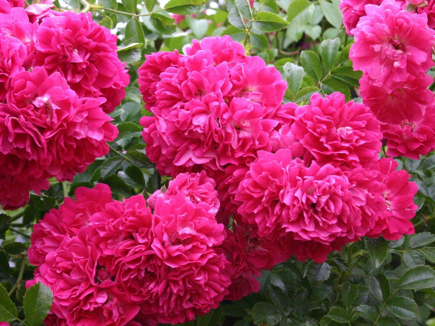 Роза эксцельза (excelsa) — описание сорта