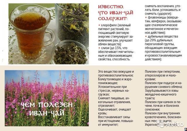 Иван-чай: лечебные свойства и противопоказания - сила здоровья