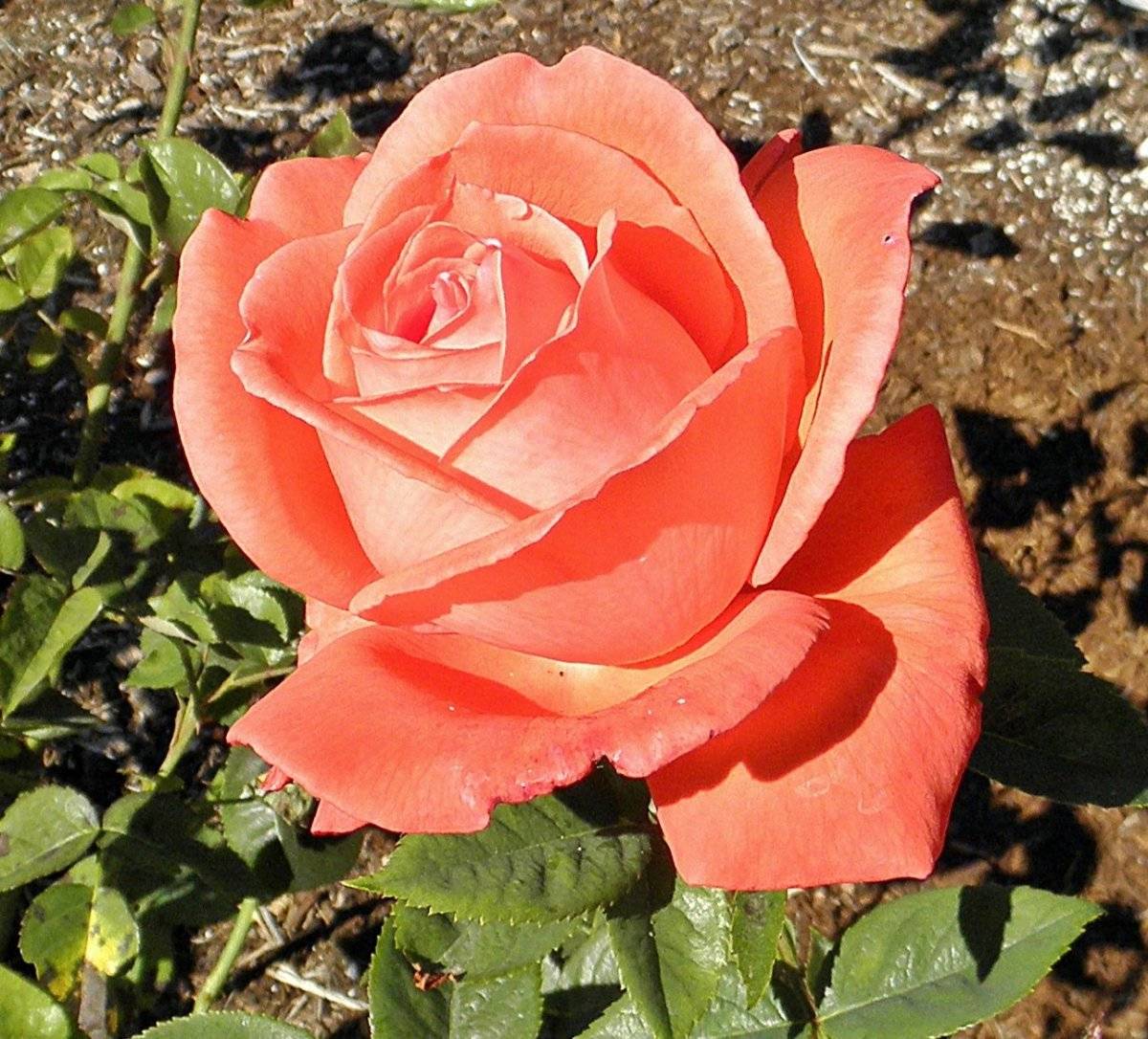 Чайно-гибридные розы: посадка и уход, классификация сортов, фото