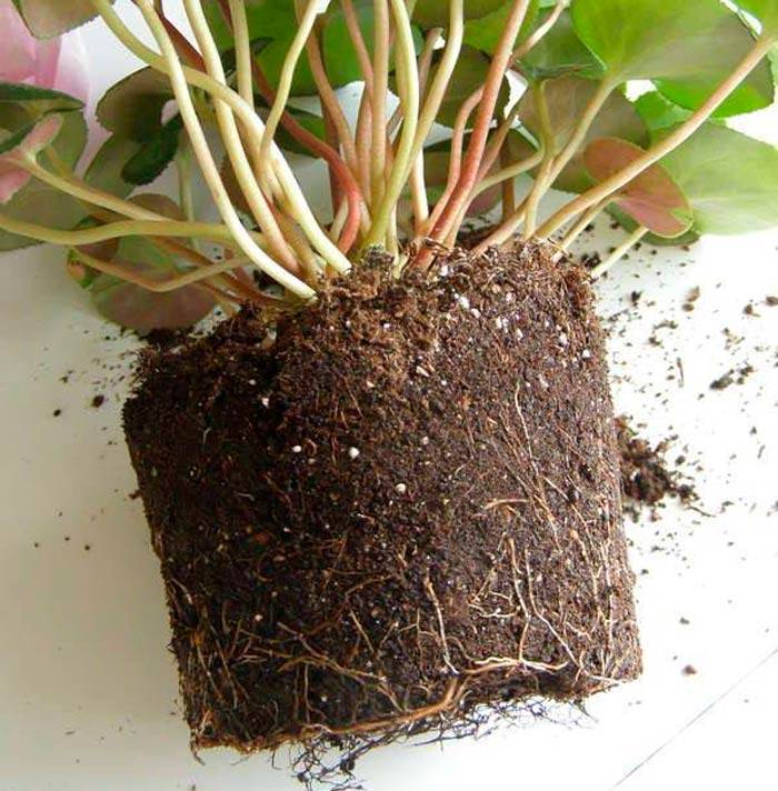 Цикламен – размножение семенами, листьями и делением клубня, уход за персидским и европейским растением в домашних условиях