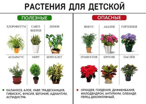 Какие цветы нельзя держать дома: 15 вредных комнатных растений