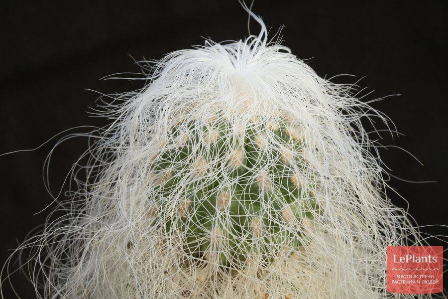 Цефалоцереус: уход за кактусом вида сенилис и старческий