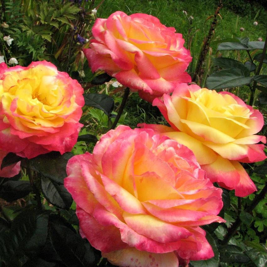 Чайно-гибридная роза восточный экспресс (pullman orient express) — характеристики и описание сорта с фото и отзывы садоводов.