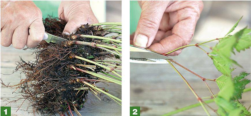 Мальва: выращивание из семян, особенности посадки однолетних и многолетних сортов, уход за рассадой и сроки пересадки