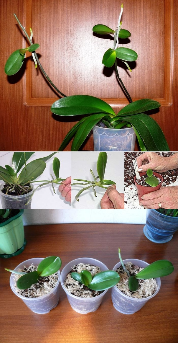Как размножить орхидею фаленопсис