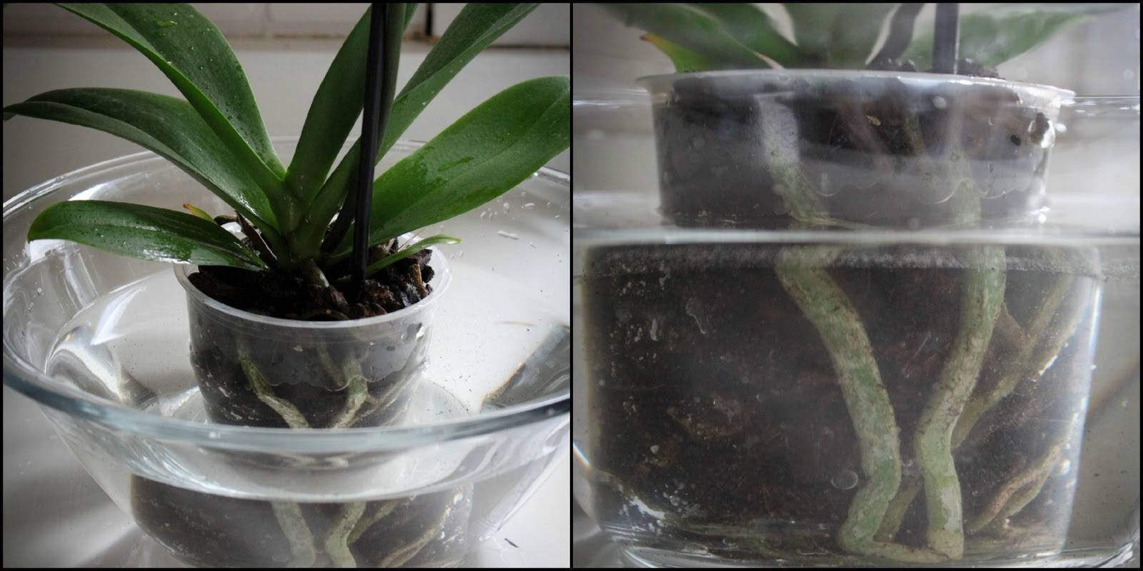Как заставить цвести орхидею фаленопсис в домашних условиях: что делать, если уход не даёт результатов, и какую стимуляцию выбрать, чтобы разбудить растение?