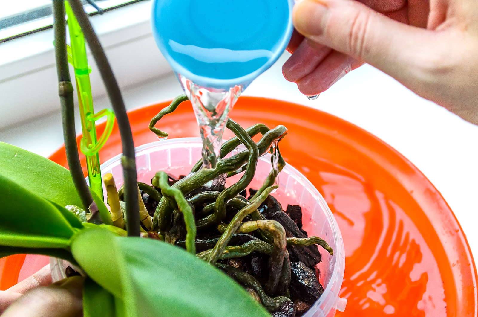 Как полить орхидеи в домашних условиях: температура воды и периодичность - sadovnikam.ru