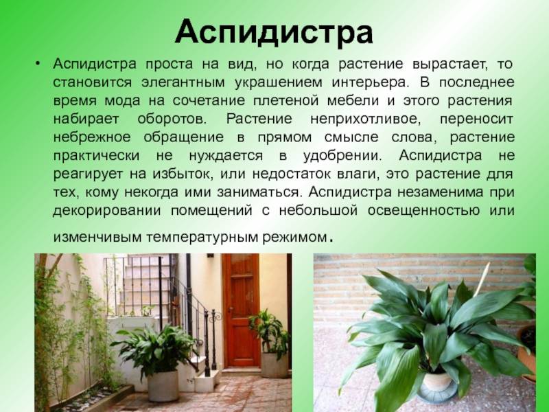 Аспидистра, или дружная семейка - комнатное растение, популярное у флористов