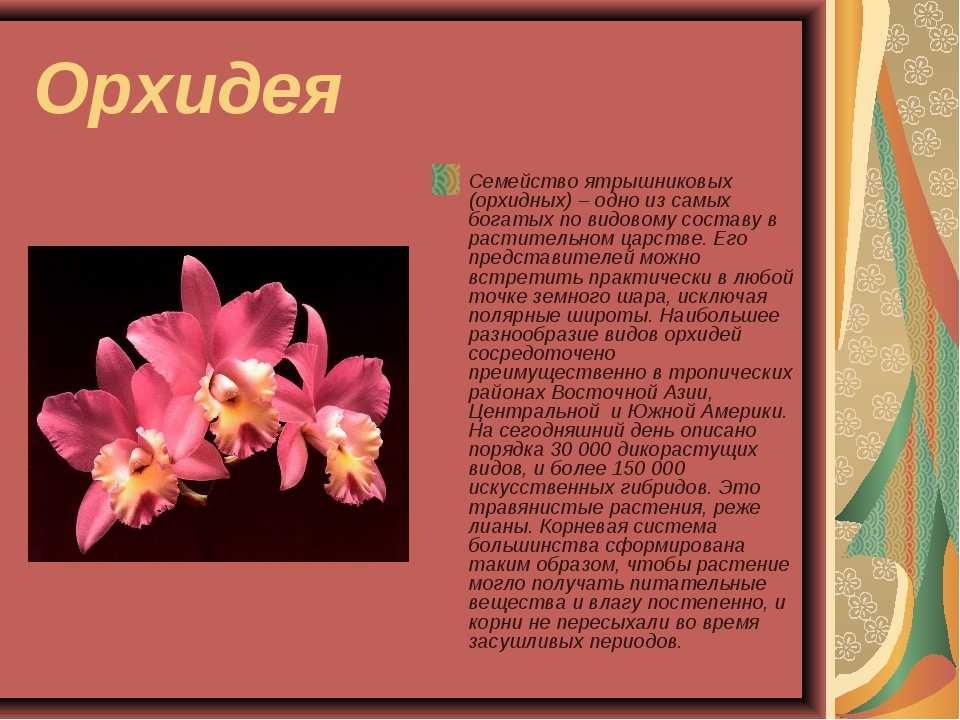 Орхидеи в природе: как растут эти цветы в диких местах, где любят селиться, почему некоторые виды предпочитают деревья?