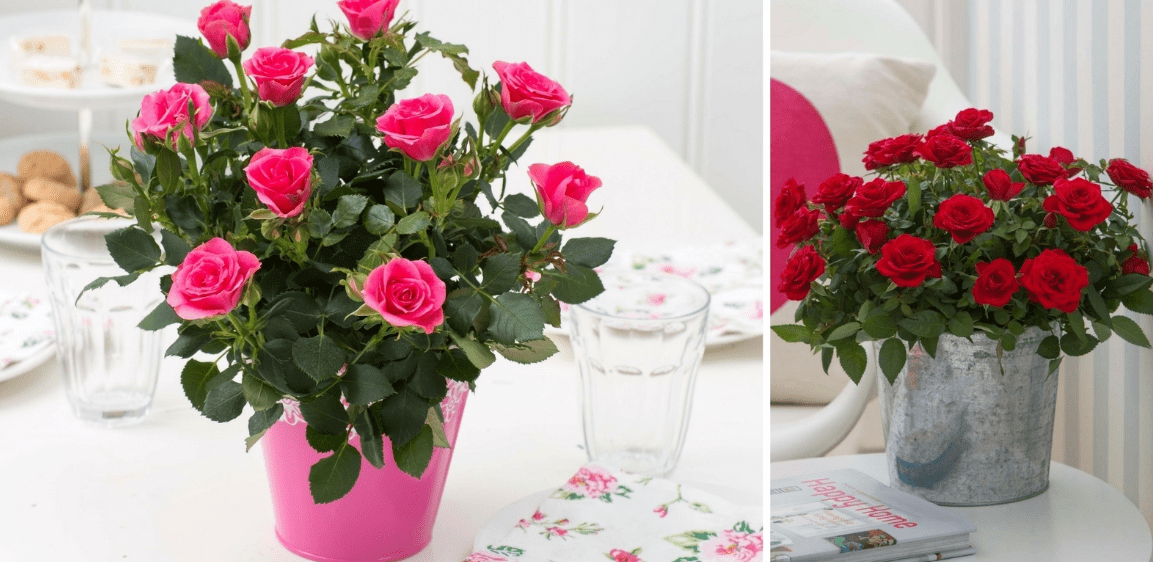 Уход в домашних условиях за розой в горшке после покупки: как ухаживать за комнатными растением и что делать, если оно засыхает, как спасти цветок?