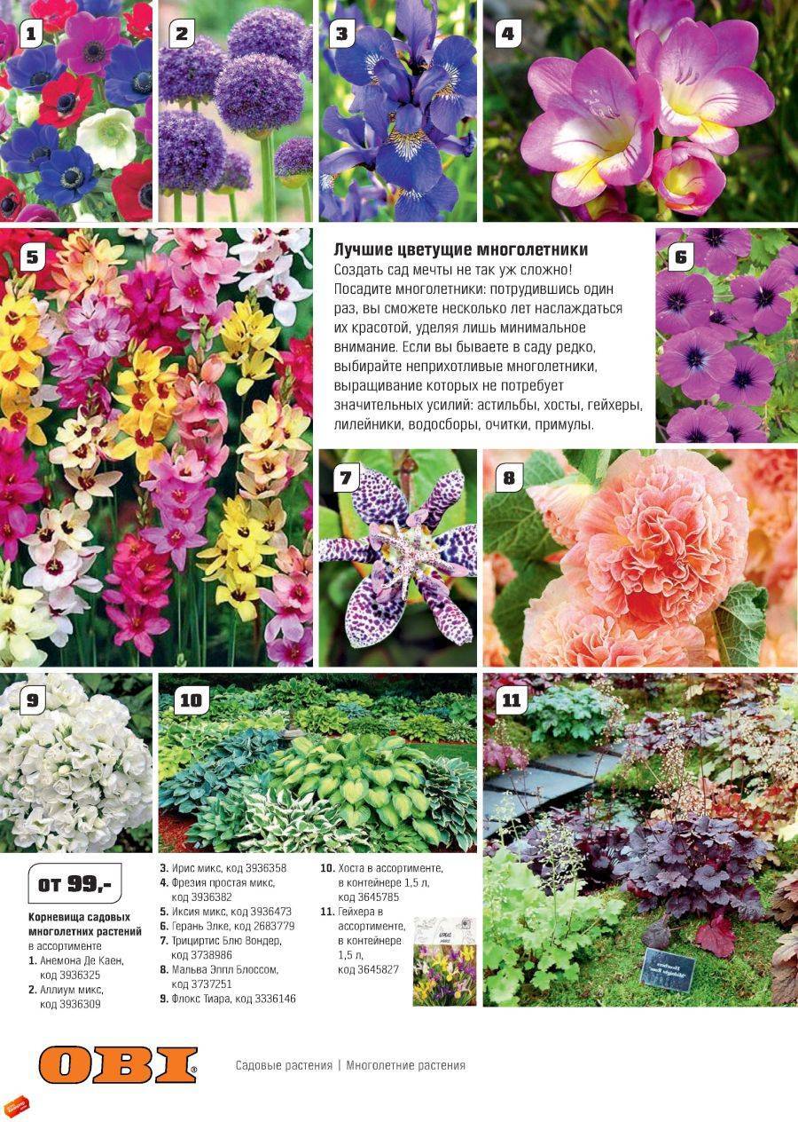 Многолетние кустовые цветы для сада: названия, фото и описание