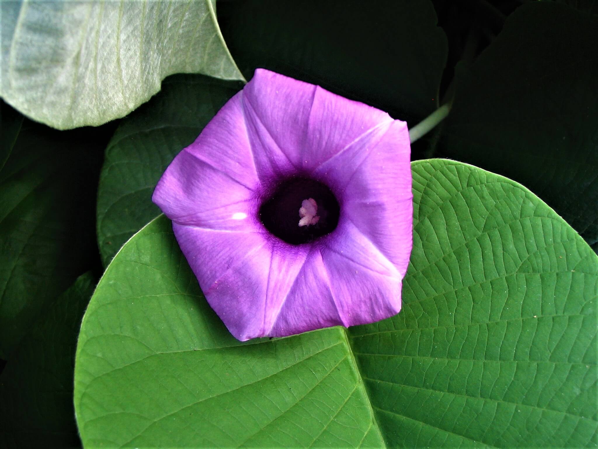 Гавайская роза: особенности растения, опасность приема