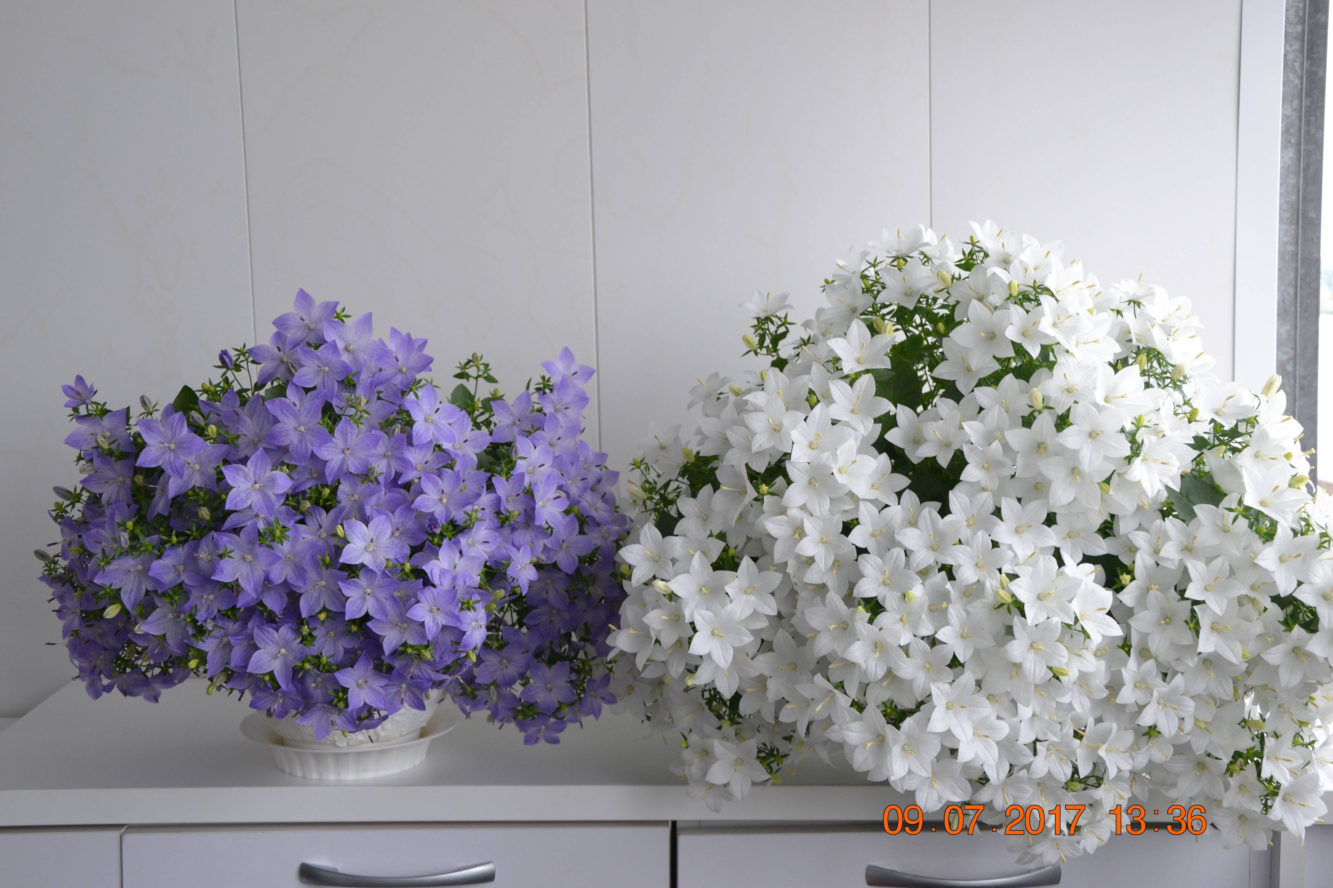 Комнатный цветок невеста: фото и названия, уход за ними в домашних условиях