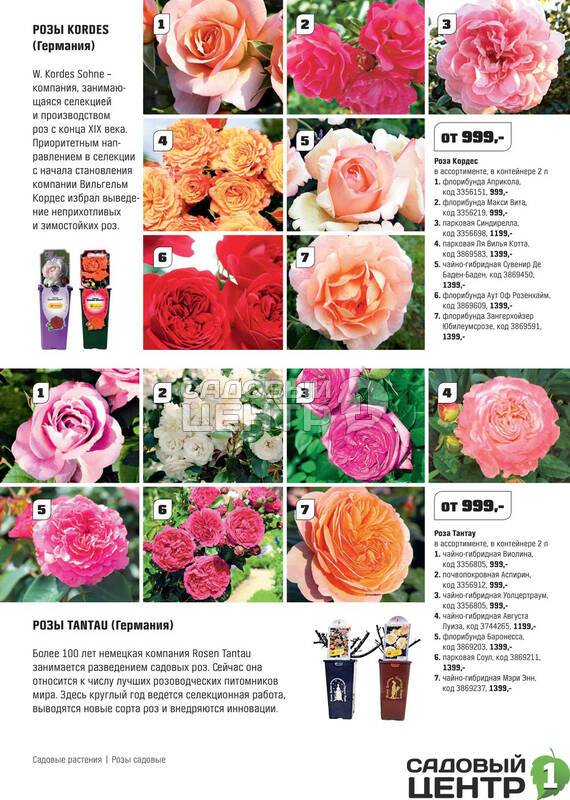 Кордес бриллиант - описание сорта розы, яркая деталь, условия выращивания | розоцвет