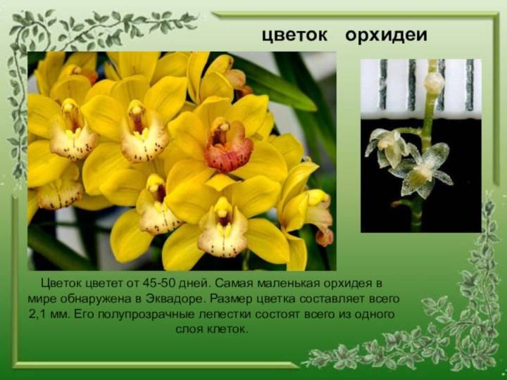 Черная орхидея – цветок с таинственной историей