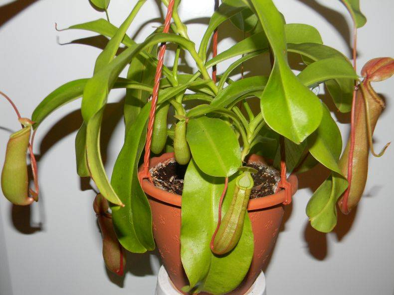 Растение непентес: уход в домашних условиях, фото кувишочника и описание выращивания