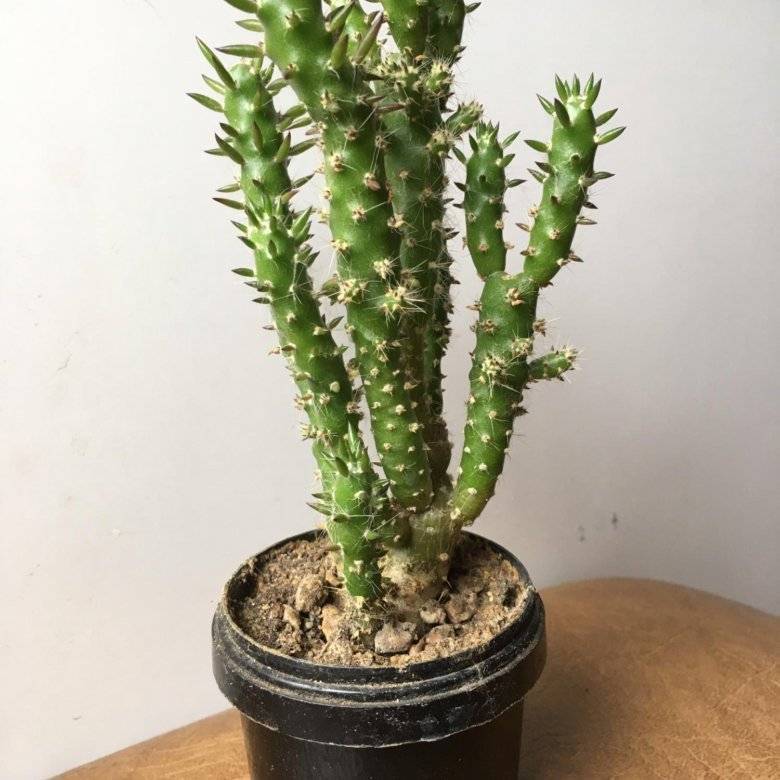 Растение ⌀ 5 austrocylindropuntia subulata (opuntia, аустроцилиндропунция) - растения и черенки - интернет-магазин
