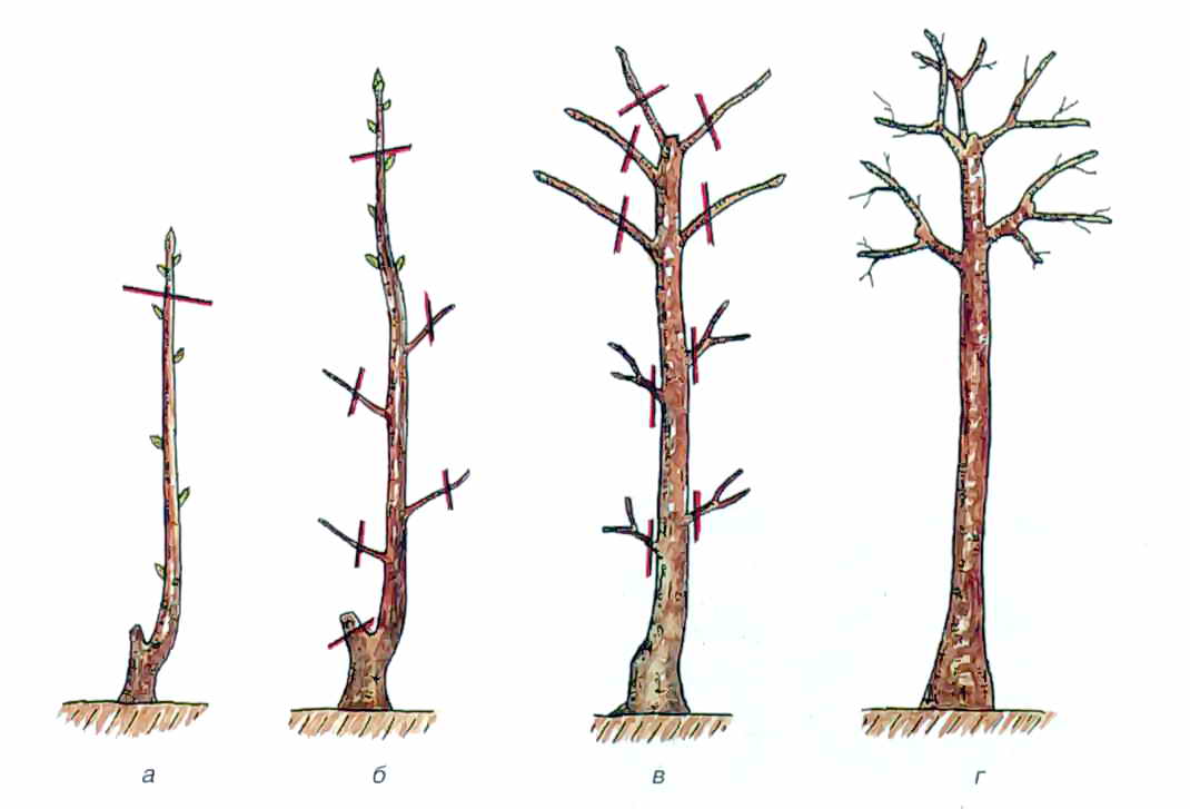 Клен бонсай: как вырастить в домашних условиях, какие виды подходят и как сформировать крону своими руками, требования к выращиванию дерева из семян дома