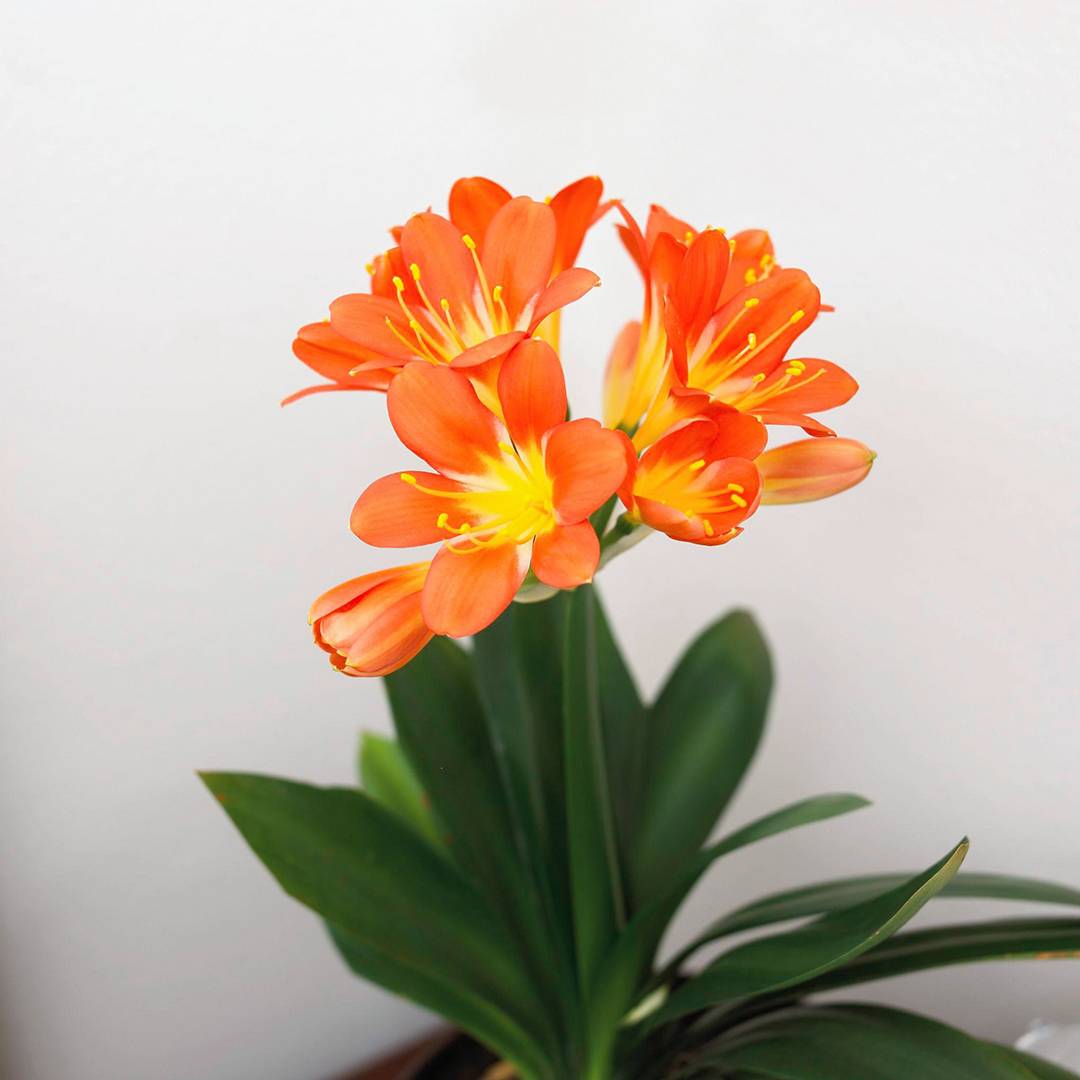 Оранжевое комнатное растение. Кливия киноварная. Лилия Кливия. Кливия и гиппеаструм. Эсхинантус кроссандра.