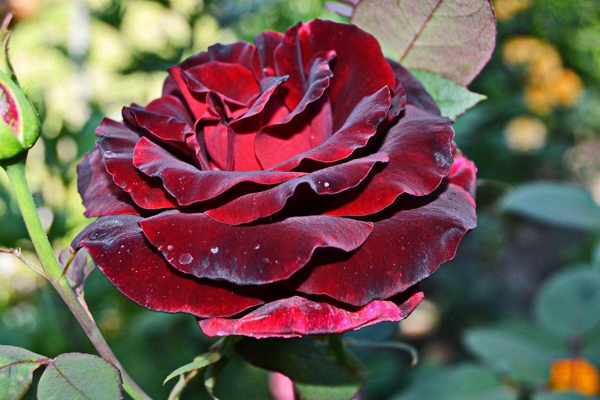 Энциклопедия роз || роза «черная магия»: описание и особенности выращивания || навигация по записям