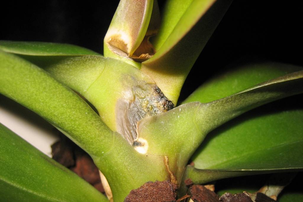 Как избежать болезней орхидей? советы по лечению и профилактике