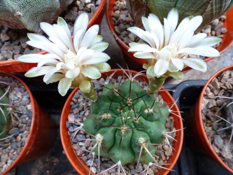 Гимнокалициум: выращивание южноафриканского кактуса