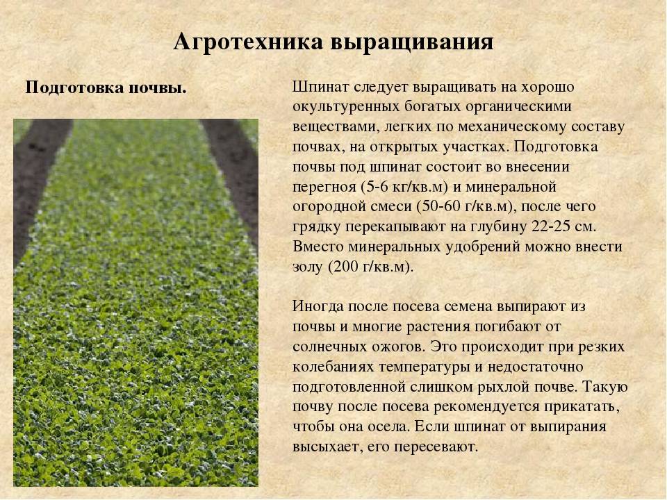 Очиток: фото, разновидности, особенности посадки и ухода - sadovnikam.ru
